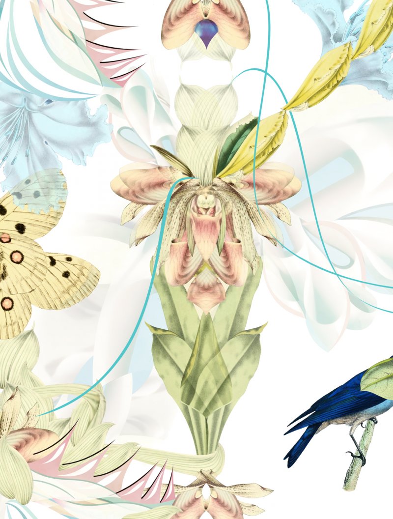 ART_Orchid