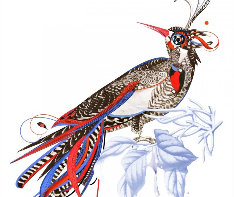 Atlas Ptaków