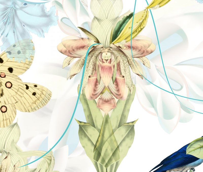 Orchid