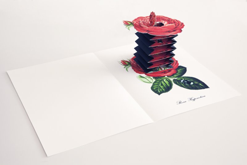 Rosa Hypnotica pop-up